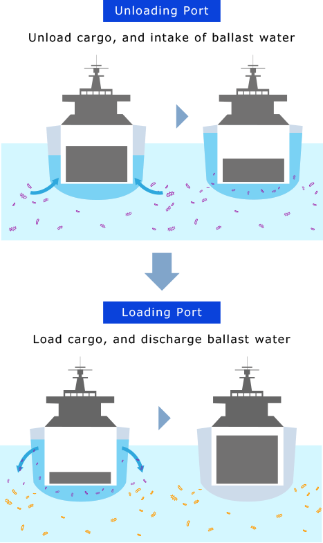 [Unloading Port]Unload cargo, and intake of ballast water　[Loading Port]Load cargo, and discharge ballast water